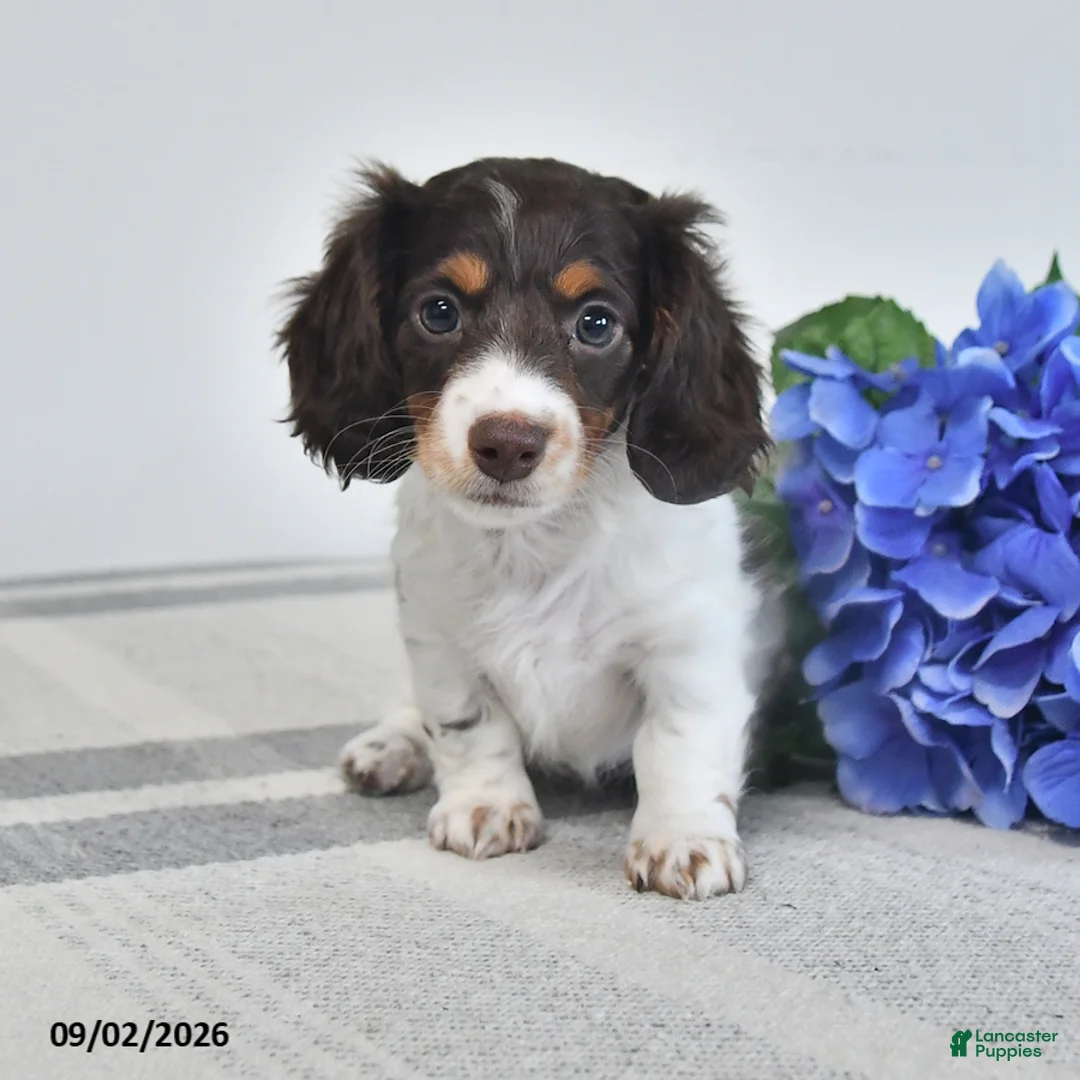 Miniature Dachshund dogs for sale: Beverly - Ad 1