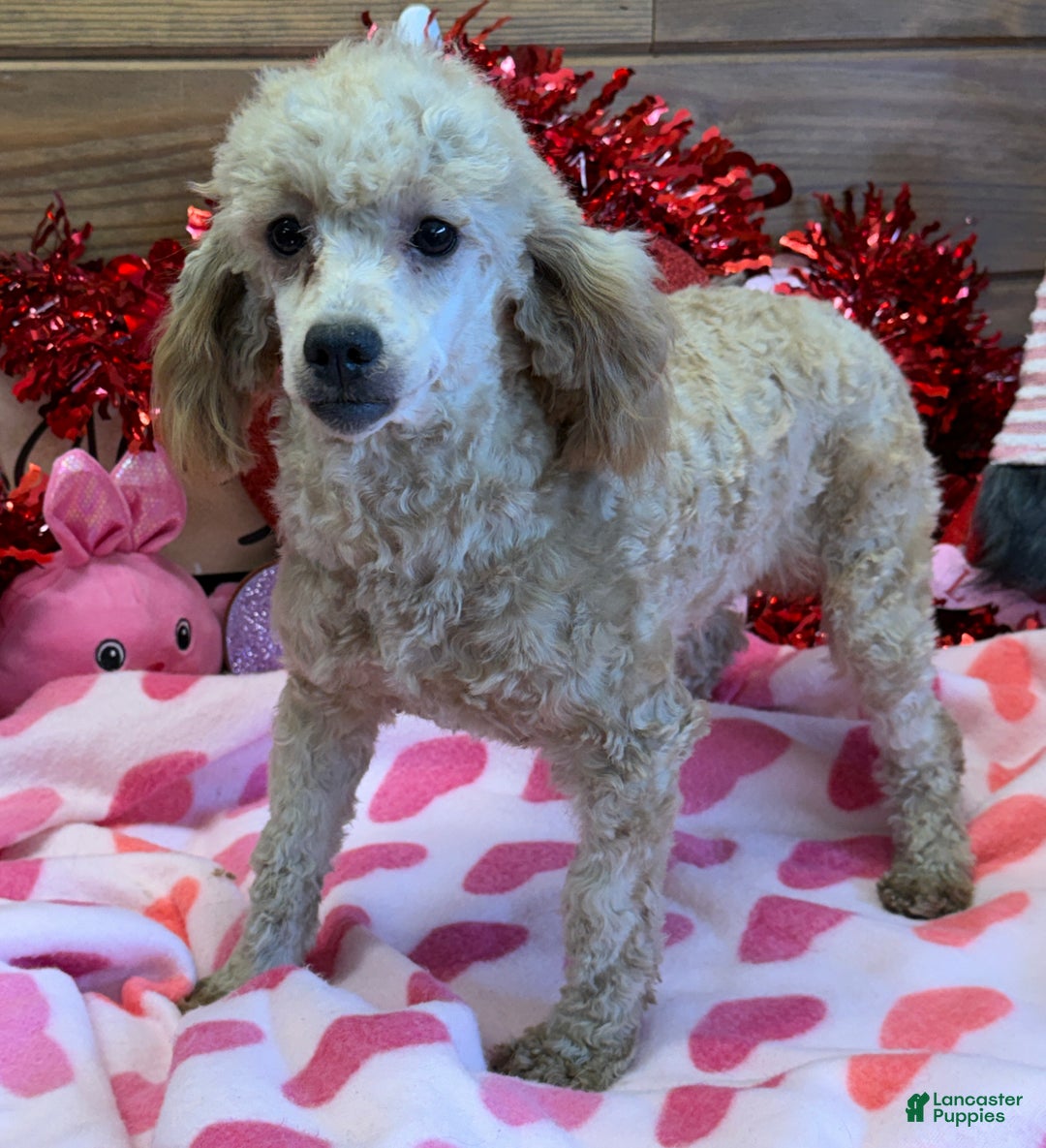Miniature Poodle dogs for sale: Taffy - Ad 2
