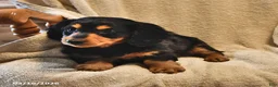 Miniature Dachshund dogs for sale: Stubby   - Ad 3