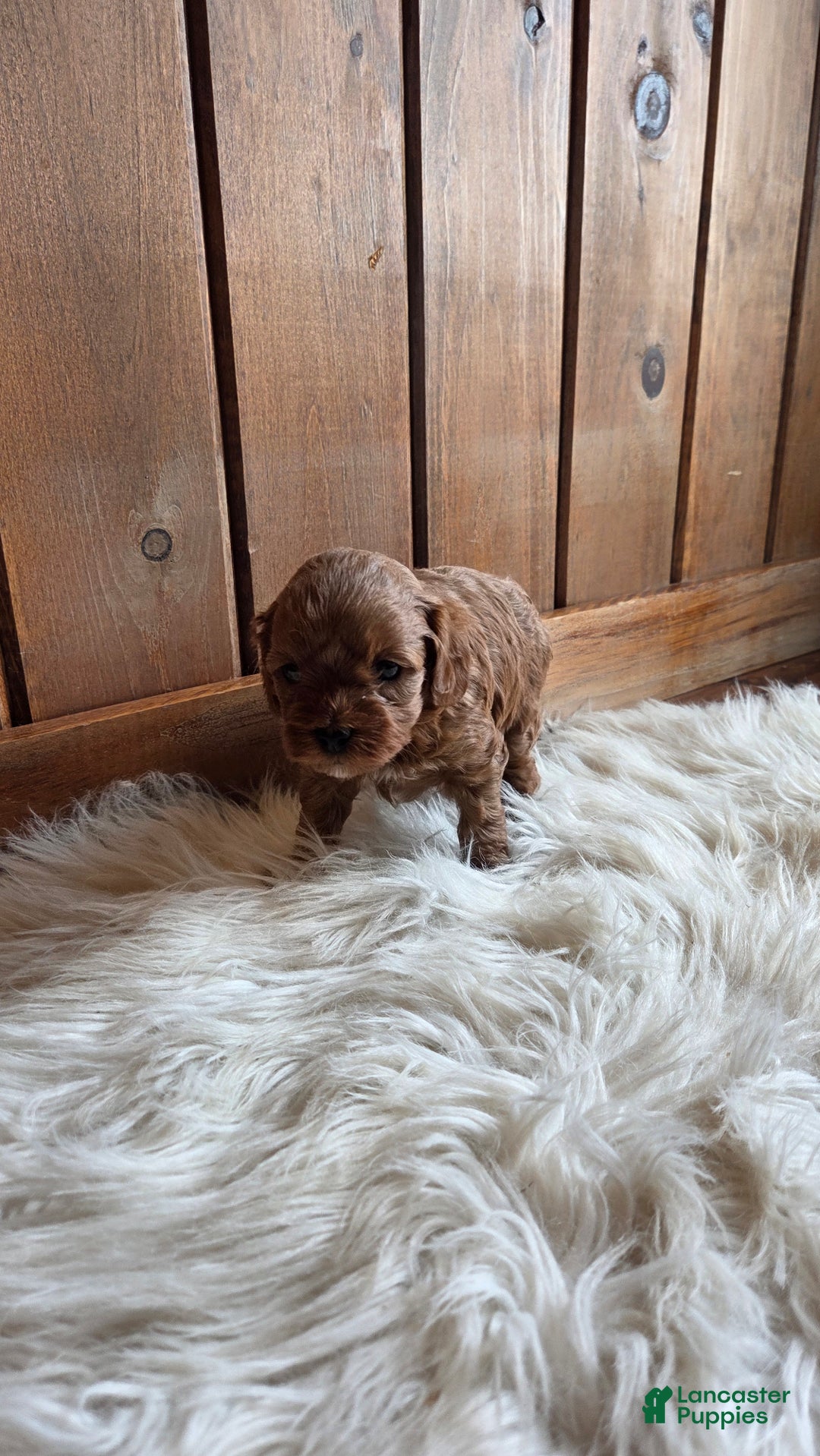 Cavapoo dogs for sale: Jasper - Ad 4