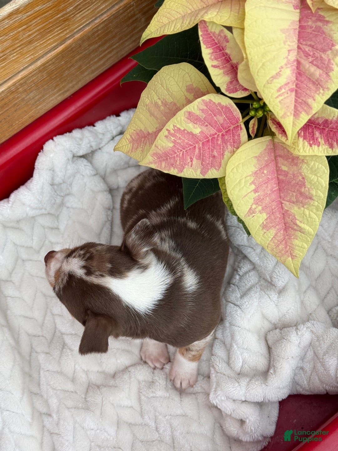 Chihuahua dogs for sale: Chestnut - Ad 9