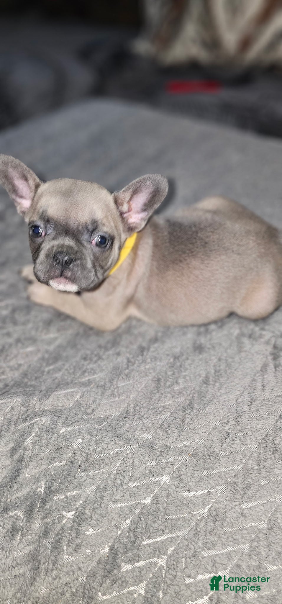 French Bulldog dogs French Bulldog 5 - Ad 38