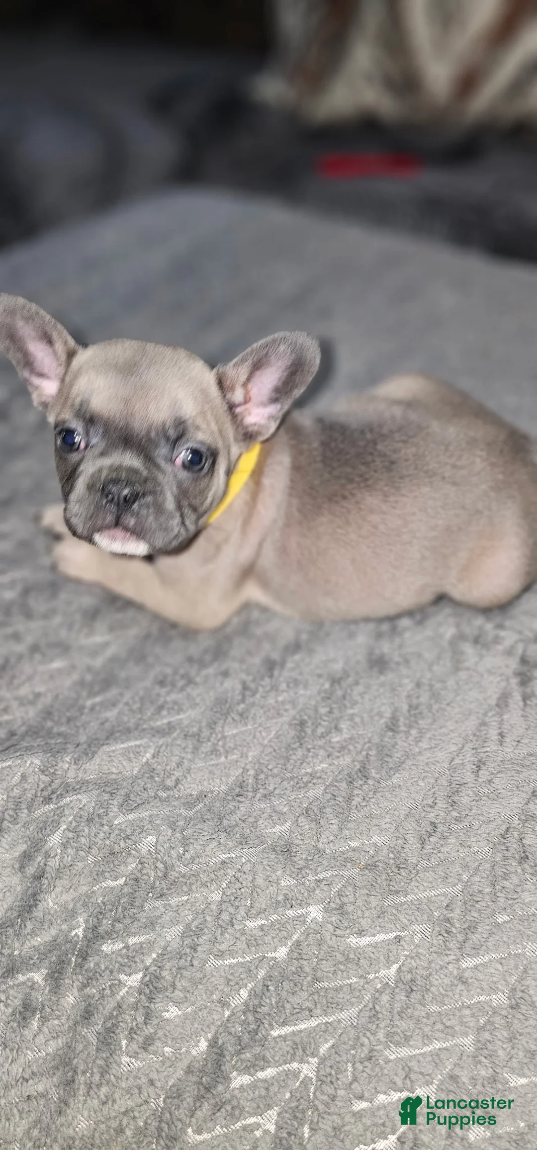 French Bulldog dogs for sale: French Bulldog 5 - Ad 1