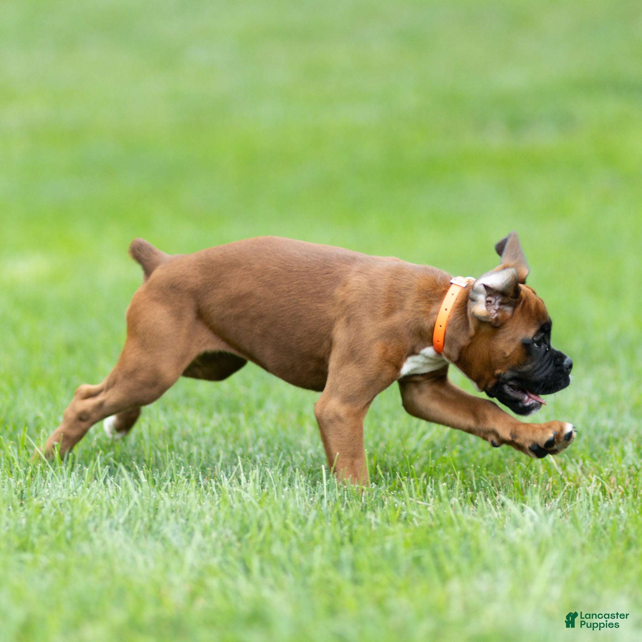 Boxer dogs Narissa Boxer  - Ad 2