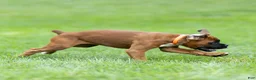 Boxer dogs for sale: Narissa Boxer  - Ad 6
