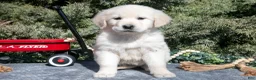Golden Retriever dogs for sale: Maya - Ad 2