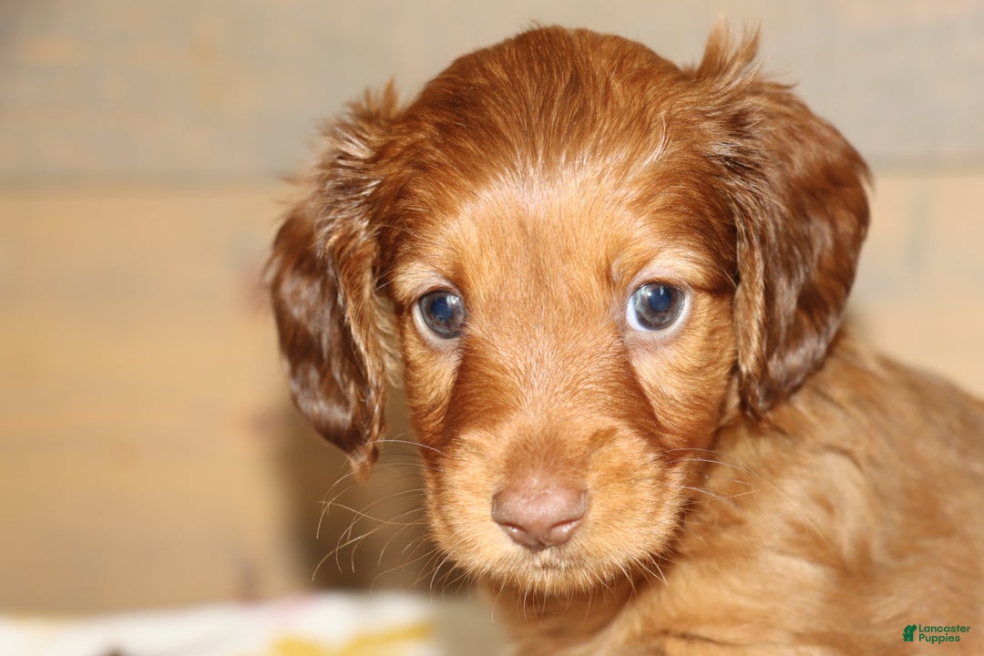 Miniature Dachshund dogs for sale: Terry  - Ad 8