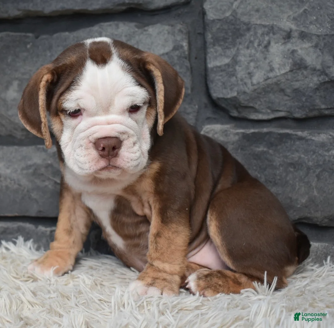 Beabull dogs for sale: Tessa  - Ad 5