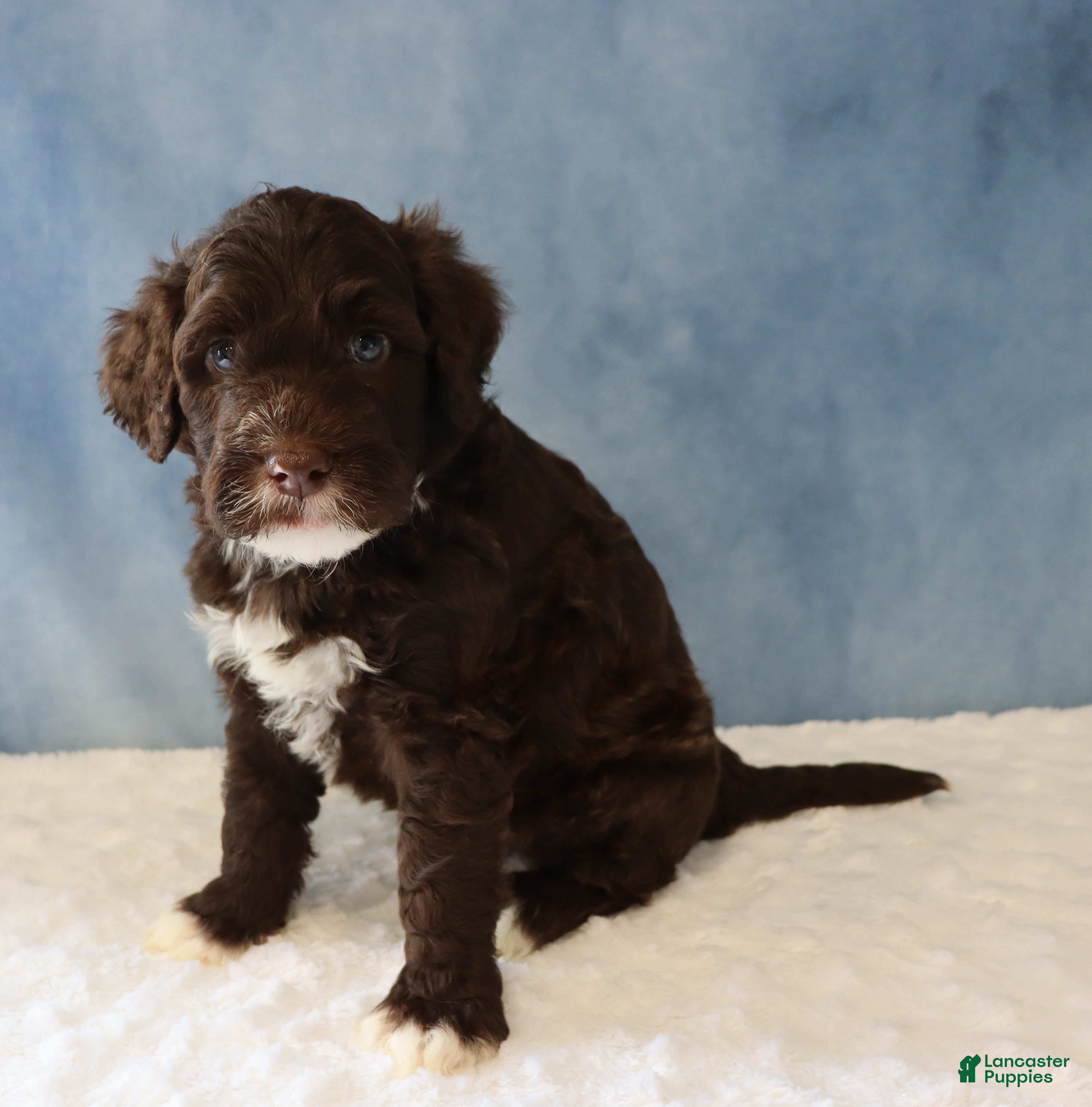 Portuguese Water Dog dogs Sawyer - Ad 1