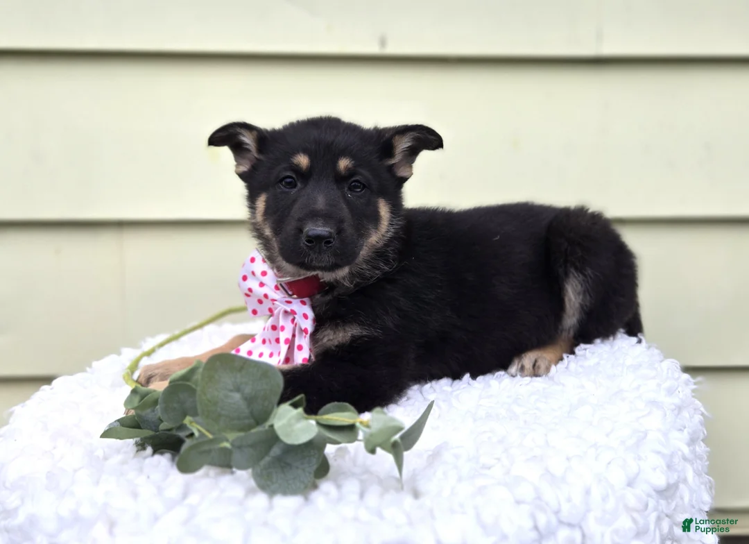 German Shepherd dogs for sale: Kate - Ad 1