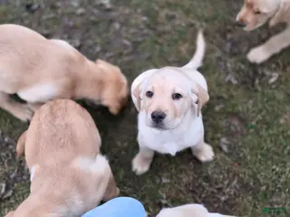 Labrador Retriever dogs Labrador Retriever Puppy 5 - Ad 5