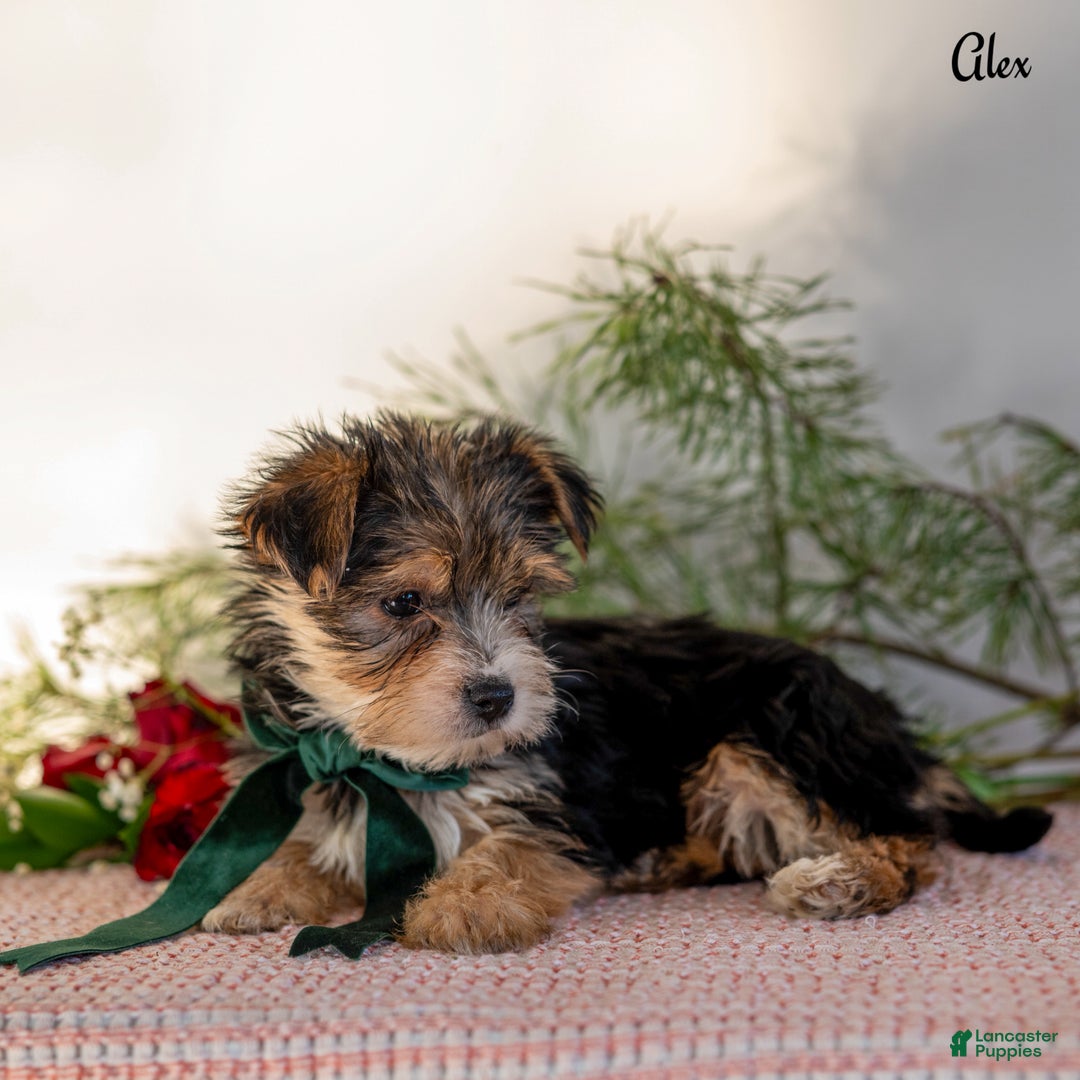 Morkie dogs for sale: Alex - Ad 4