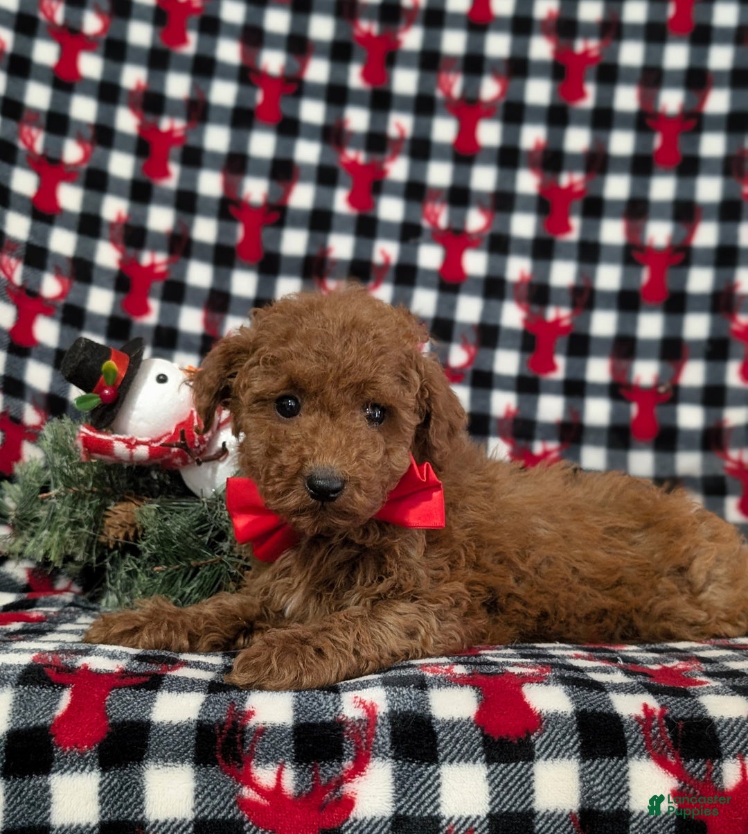 Miniature Poodle dogs for sale: Brody - Ad 5
