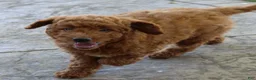 Mini Goldendoodle dogs for sale: Vanessa - Ad 5