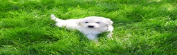 Golden Retriever dogs for sale: Zachary  - Ad 2