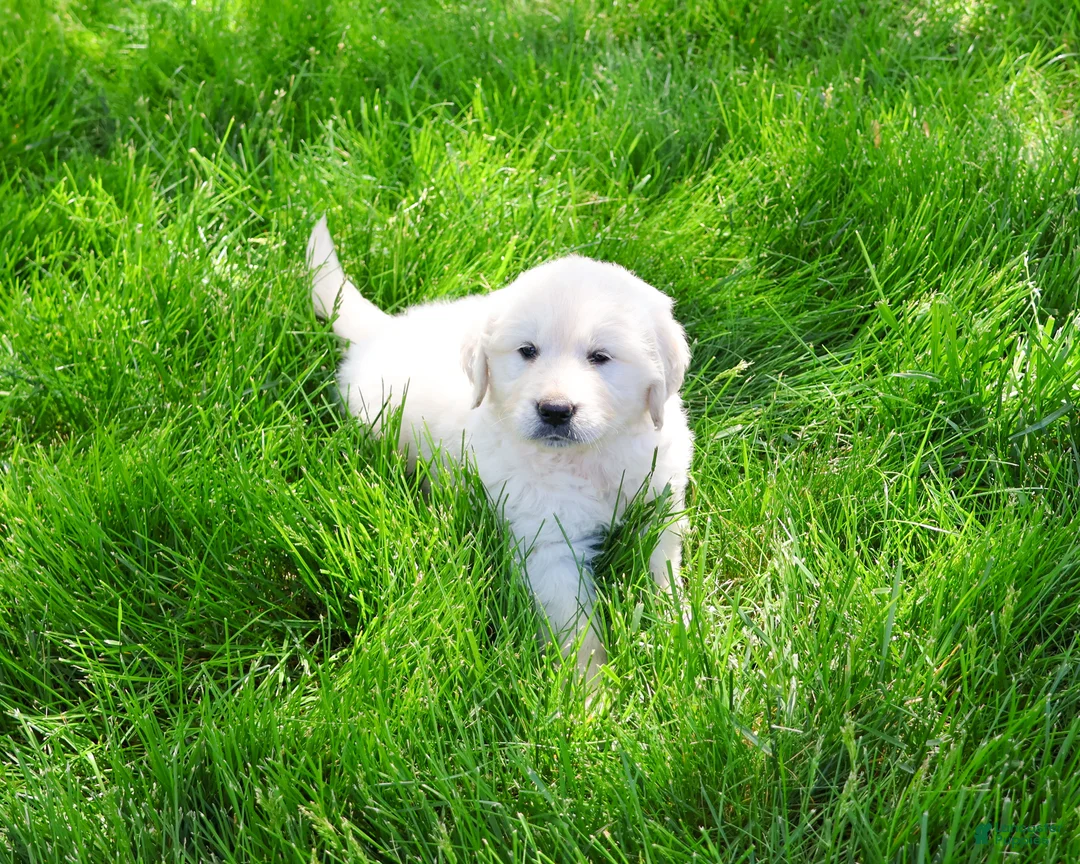 Golden Retriever dogs for sale: Zachary  - Ad 2