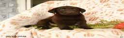 Labrador Retriever dogs for sale: Marvin - Ad 5