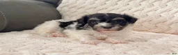 Havanese dogs for sale: Dillon - Ad 7