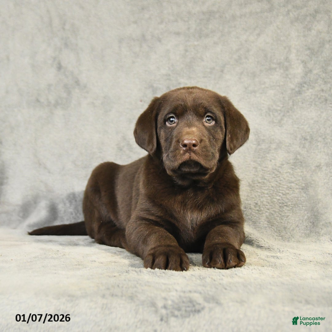 Labrador Retriever dogs for sale: Barkley - Ad 3