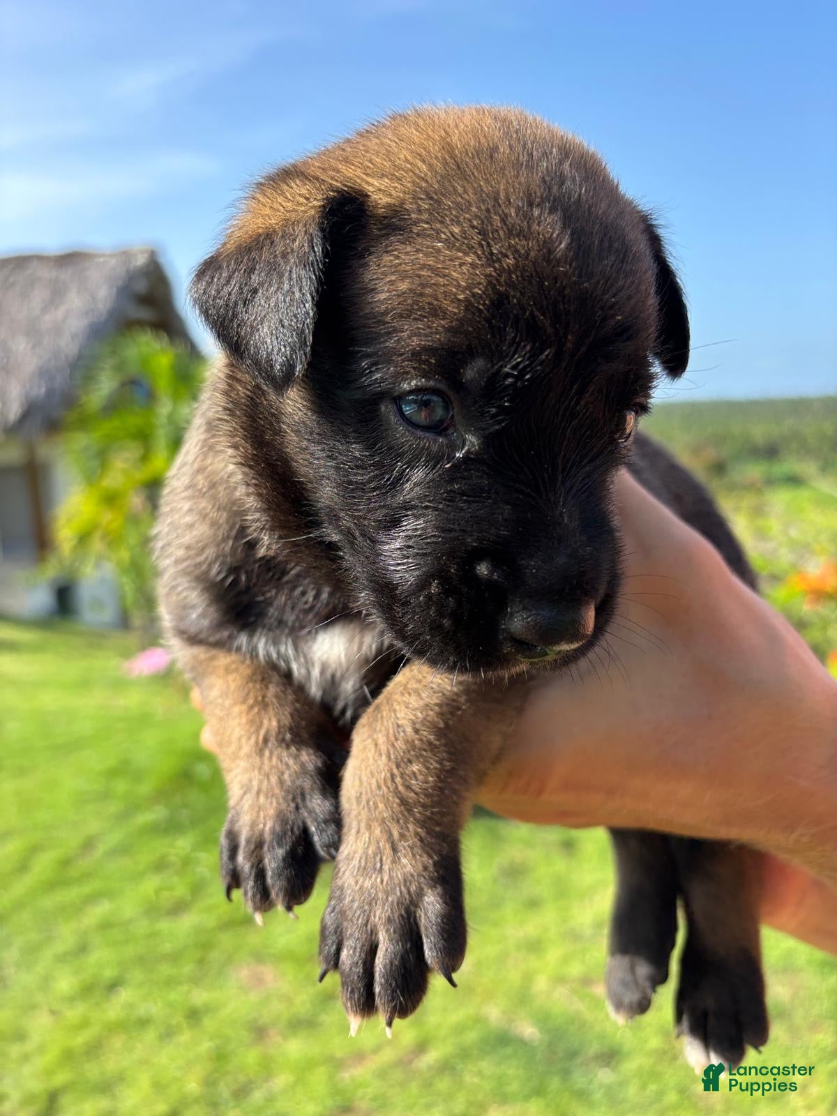 Belgian Malinois dogs Belgian Malinois 1 (Lucky)  - Ad 42