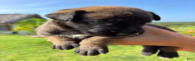 Belgian Malinois 1 (Lucky) 
