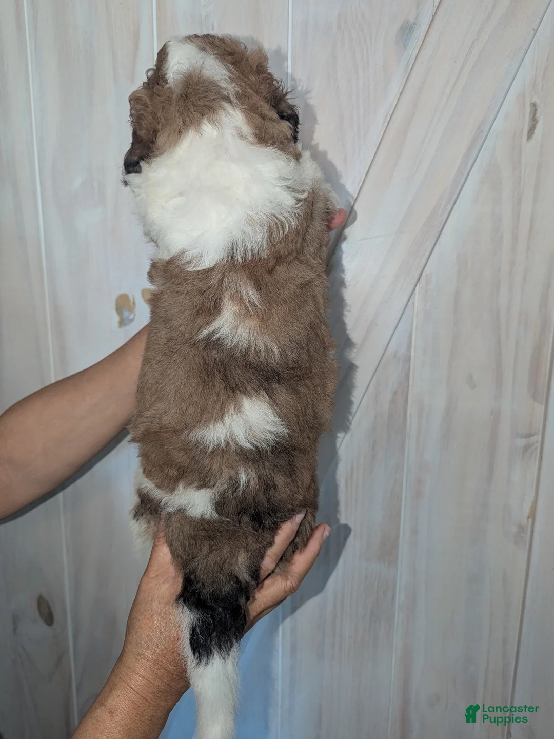 Mixed Breed dogs for sale: Ginger - Ad 3