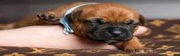 Cane Corso dogs for sale: Midnight Groove’s The Sweetest Taboo - Ad 8