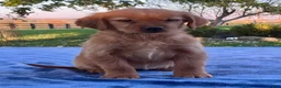 Golden Retriever dogs for sale: Nadia - Ad 2