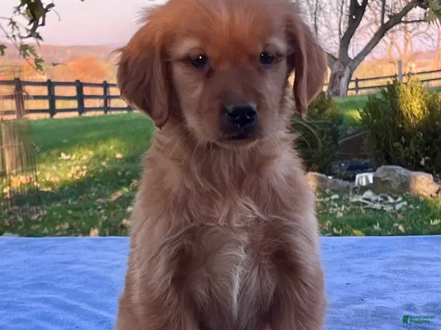 Golden Retriever dogs for sale: Nadia - Ad 2