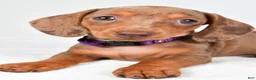 Miniature Dachshund dogs for sale: Abby - Ad 5