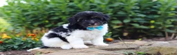 Havapoo dogs for sale: Joey - Ad 3