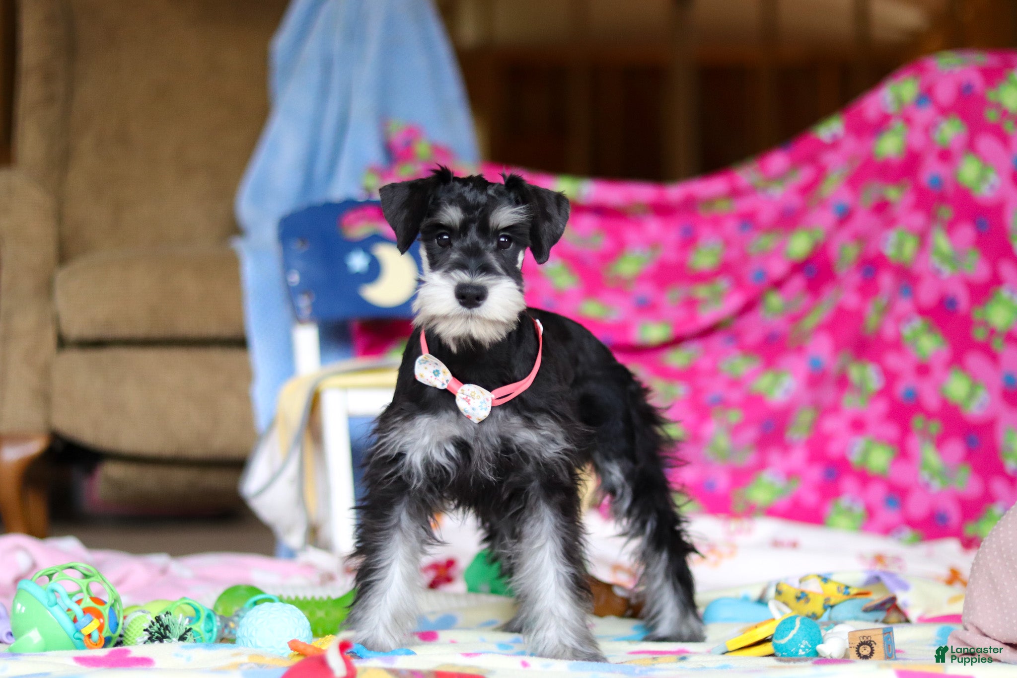 Miniature Schnauzer dogs Brianna - Ad 12
