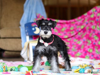 Miniature Schnauzer dogs Brianna - Ad 1