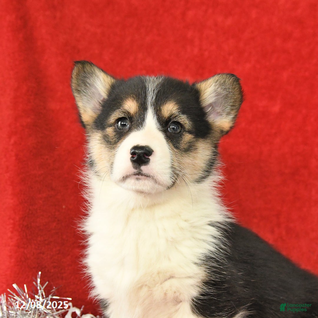 Welsh Corgi Pembroke dogs for sale: Jewel - Ad 4