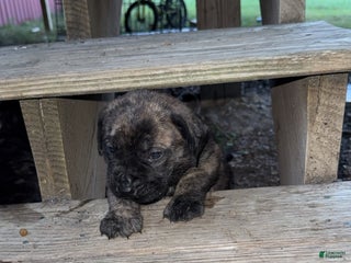 English Mastiff dogs English Mastiff Puppy 1 - Ad 14