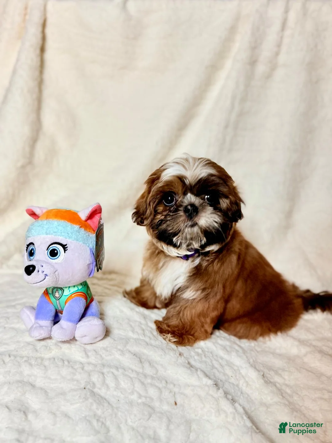 Shih Tzu dogs for sale: "Twin A" Shih Tzu Puppy 3 - Ad 2