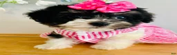 Havanese dogs for sale: Toy sized Star - Ad 6
