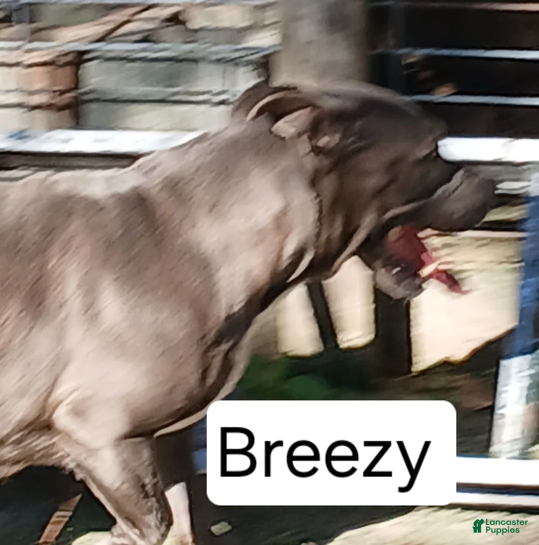 American Bully dogs for sale: American Bully 2 - Ad 4