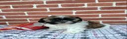 Shih Tzu dogs for sale: Dora - Ad 5