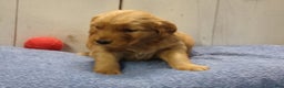 Golden Retriever dogs for sale: Obadiah - Ad 4