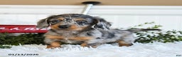Miniature Dachshund dogs for sale: Max - Ad 2