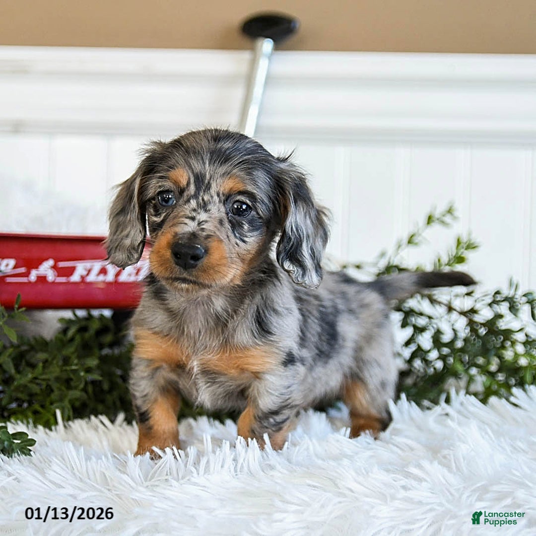 Miniature Dachshund dogs for sale: Max - Ad 2