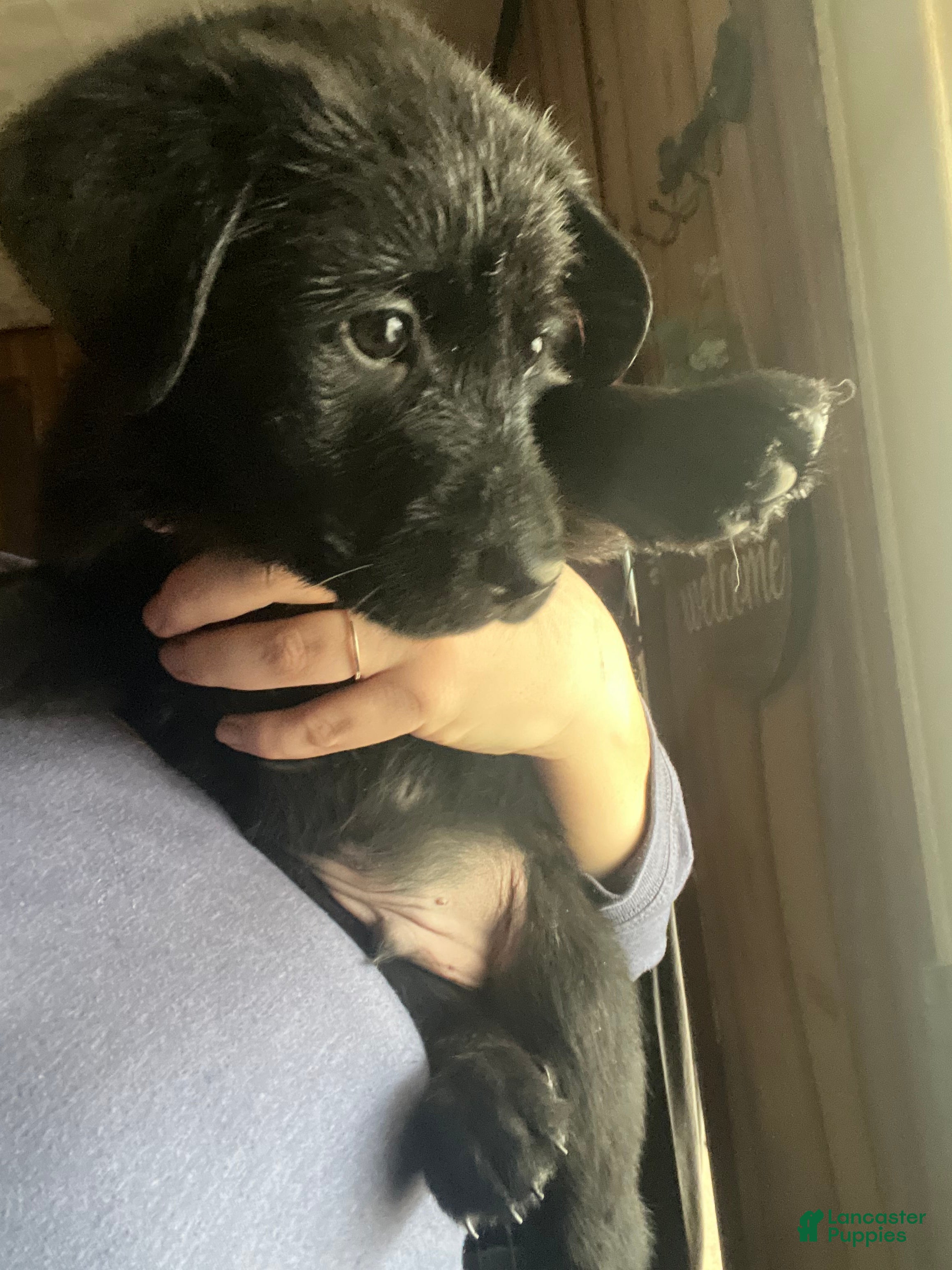 Mixed Breed dogs Mixed Breed Puppy 4 - Ad 14