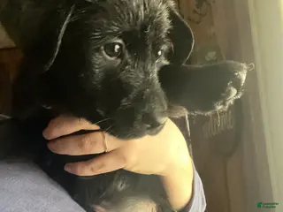 Mixed Breed dogs Mixed Breed Puppy 4 - Ad 14