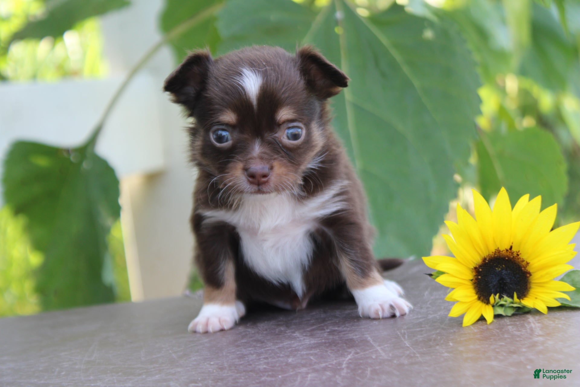 Chihuahua dogs Anthony - Ad 8