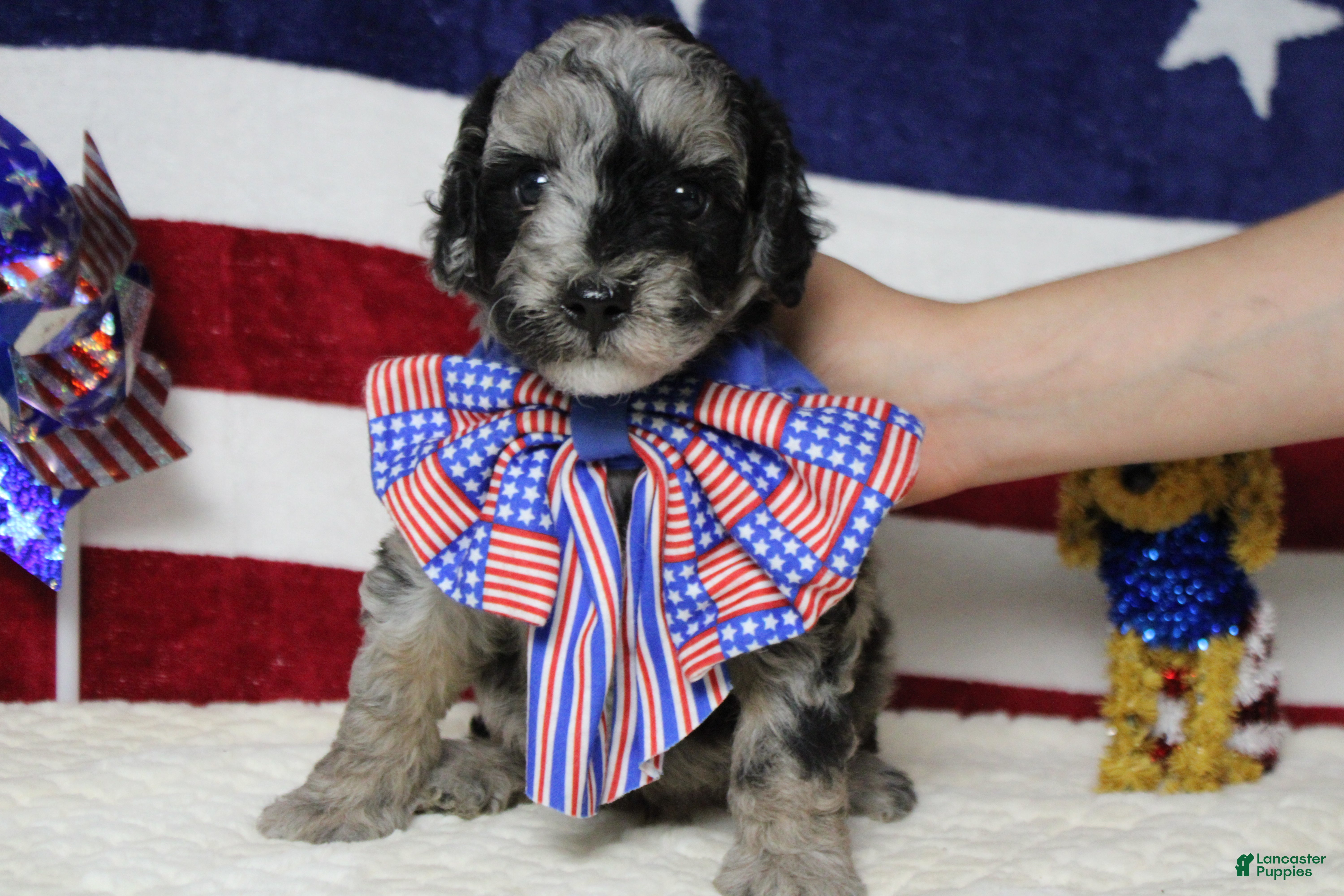 Aussiedoodle dogs Spot  - Ad 4