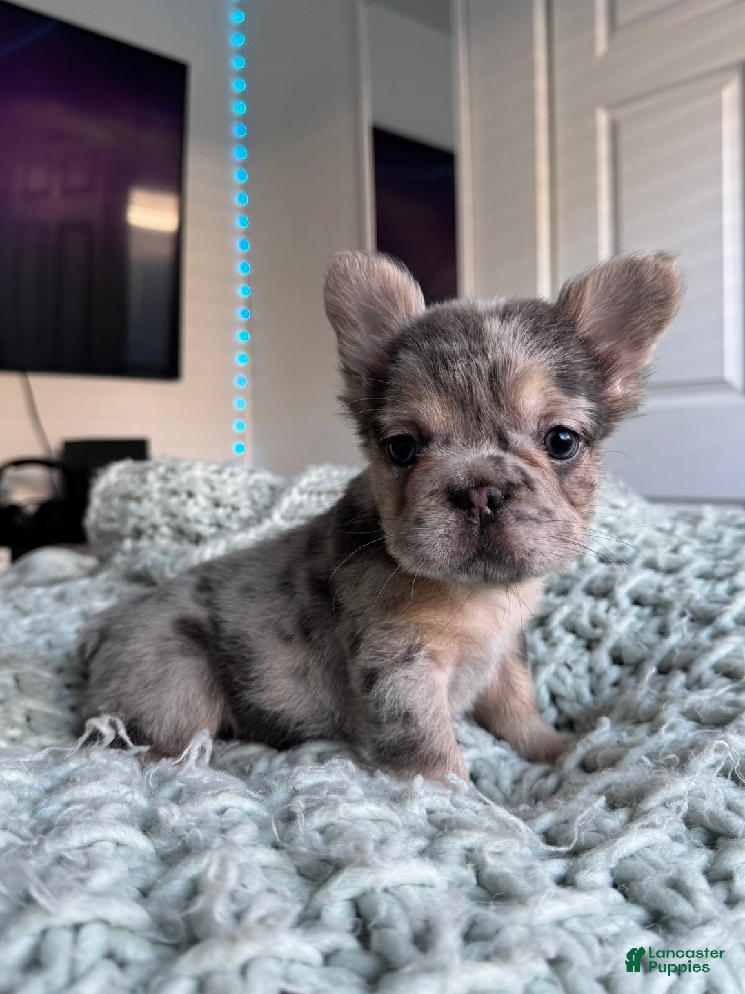 French Bulldog dogs for sale: Lilac tan fluffy french bulldog  - Ad 27