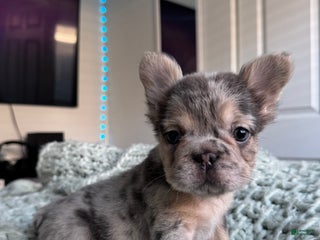 French Bulldog dogs - Ad 14