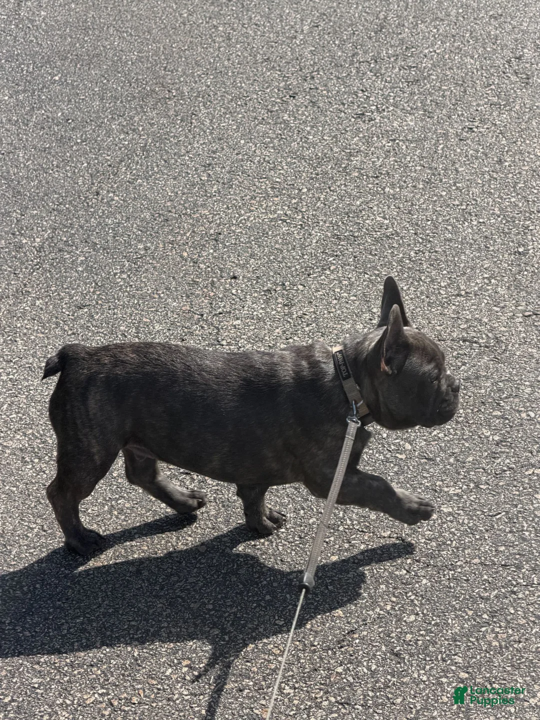 French Bulldog dogs for sale: Jax - Ad 2