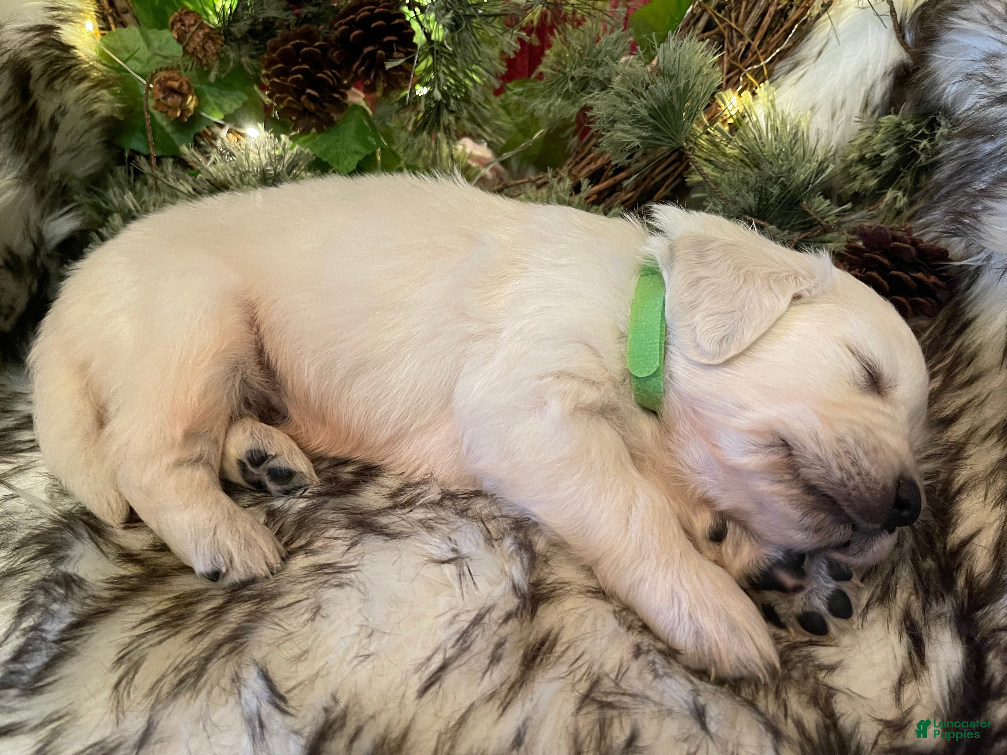 Golden Retriever dogs Martin - Ad 1
